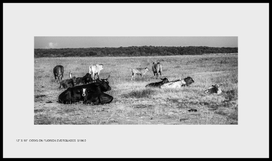 Cow on the Everglades, Florida - $100.00 text to 617-512-7803